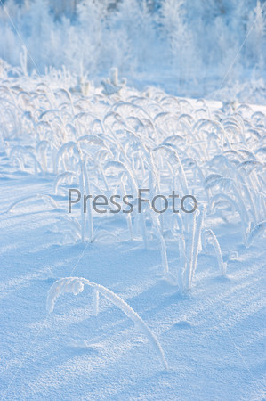 The grass in the frost. Winter landscape.