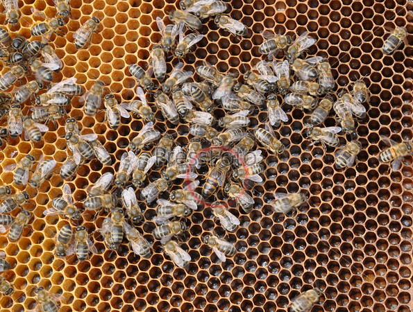 Пчелы и пчелиная матка на рамке улья