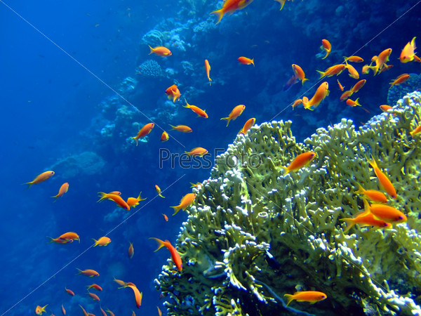 Underwater landscape with coral snd Scalefin Anthias. Red Sea