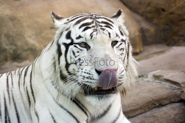 White tiger with green eyes washing nose by tongue