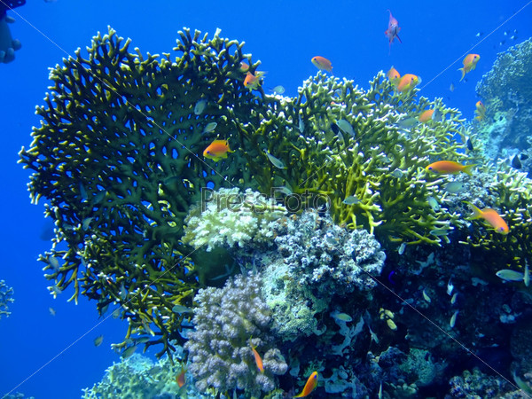 Необычный зеленый коралл и рыбки