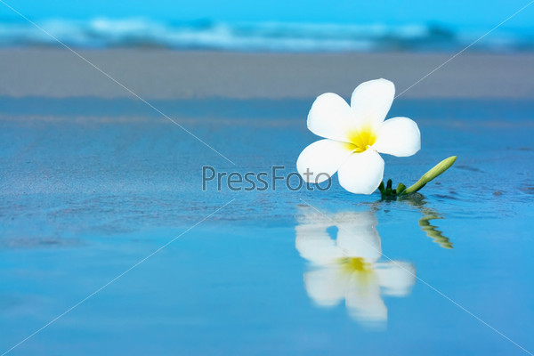 Tropical flower on the beachv