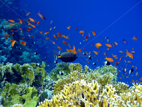 Underwater landscape with Surgeon-fish. Red Sea