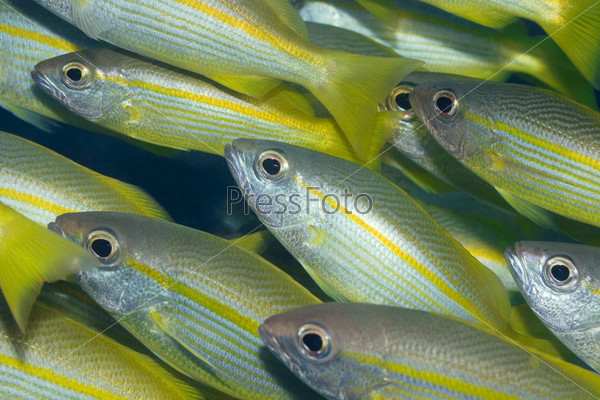 Tropical fishes background. Yellow-fins Goat-fishes. Borneo island