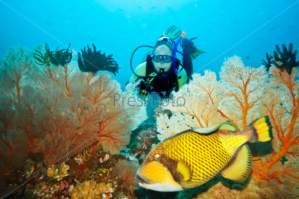 Triggerfish and diver