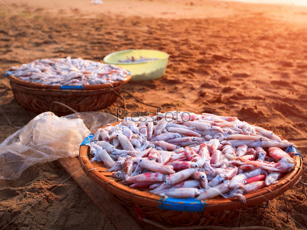 squid in basket on fish market. Vietnam