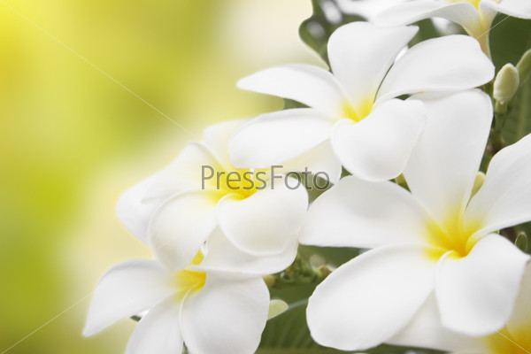 Plumeria alba flowers isolated on abstract blur background.