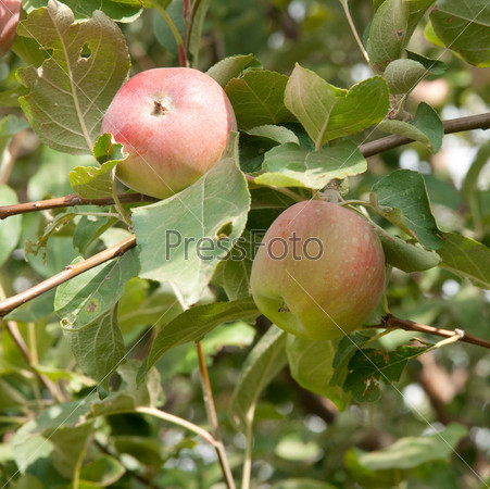 Two apples on the tree, stock photo