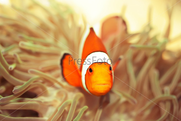 Оранжево-белая рыбка крупным планом