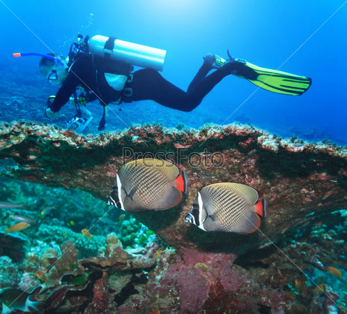 Diver and Angelfishes