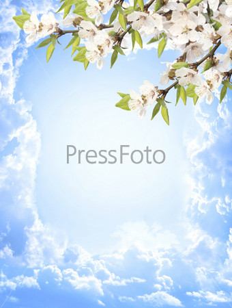 Flowers of cherry and blue sky