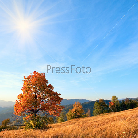 Lonely autumn tree on Carpathian mountainside (and evening sky with sun and some  clouds).