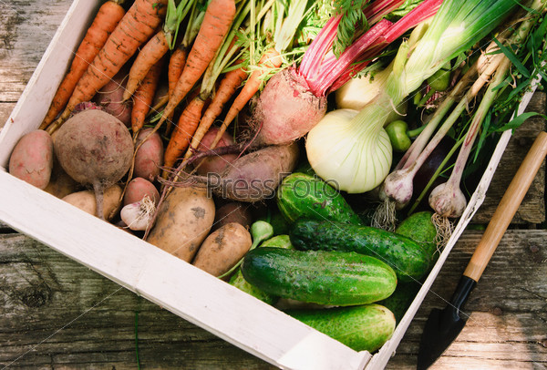 Harvest of fresh vegetables in a white box in the garden