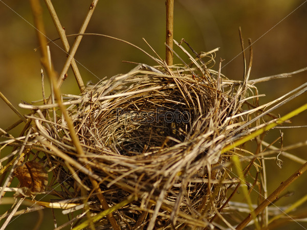 The bird\'s nest between stalks of a dry grass, stock photo