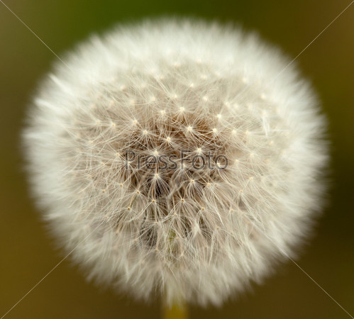 Dandelion close up in natural conditions. Shallow depth of field