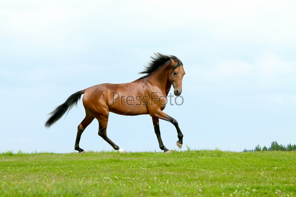 Rur - beautiful Russian trotter, prize winner of the St. Petersburg International Horse Exhibition Ipposphere.