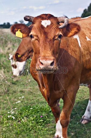 Выпас коров в поле