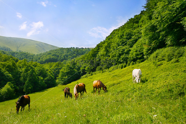 herd of horses in the Carpathian mountains