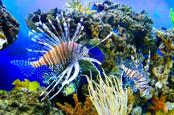 Marine tropical fish. Colorful exotic little fish