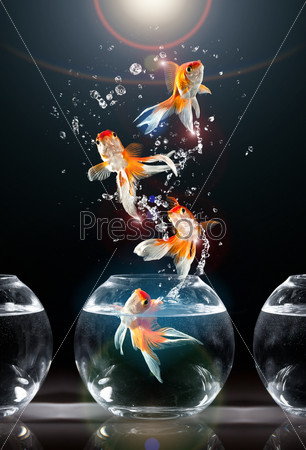 goldfishs jumps