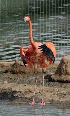 Pink flamingo in an open-air cage
