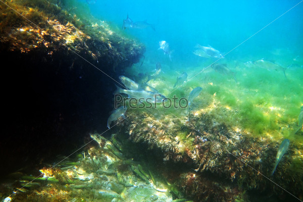 Underwater fish flock Tarashka against the background of the sea floor, stock photo