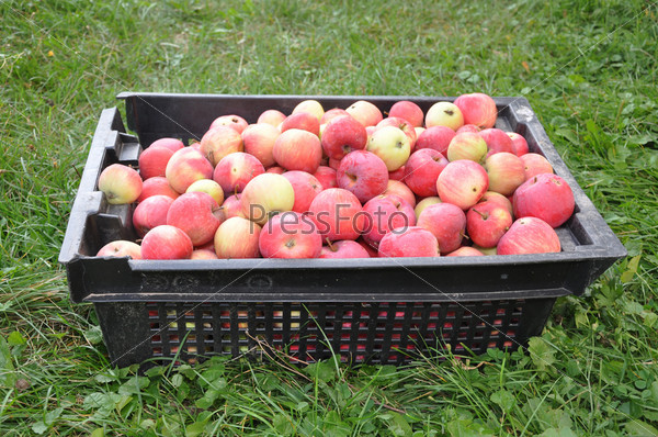 Red apples lie in a black box which costs on a grass