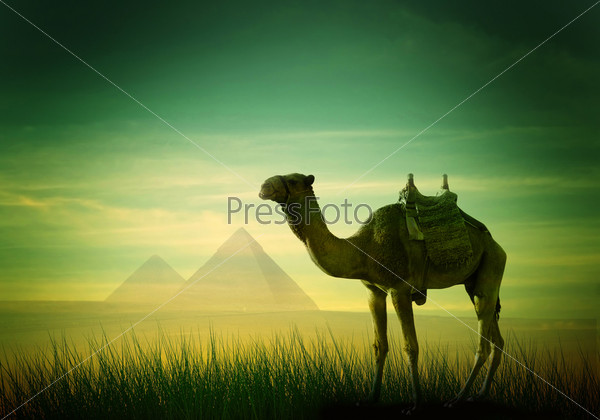 Camel in desert the African landscape