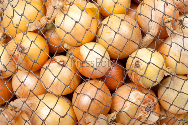 Onions in the mesh bag