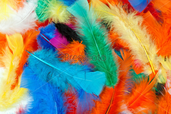 background of colored feathers of birds