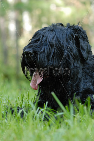 Portrait of black russian terrier
