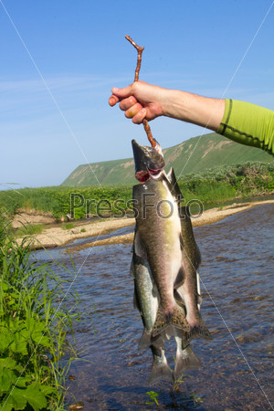 Fisherman with big fish chatch (Oncorhynchus gorbuscha)