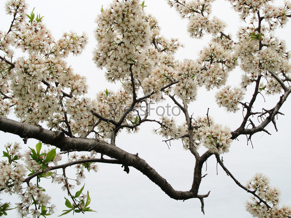 The plum branch with flowers on white background