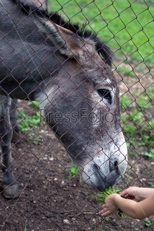 Child feeding a donkey through the mesh fence