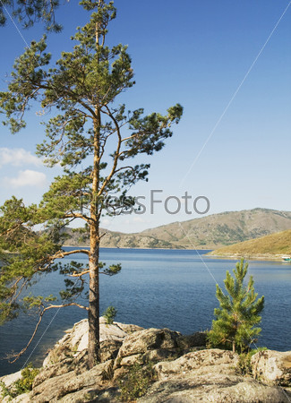 Buchtarma. Nature of the Eastern Kazakhstan. Vertical landscape - Pine, Lake, mountain.