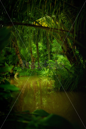 color  view of nice color misty  tropical jungle