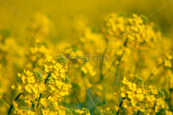 Желтые цветы в поле крупным планом