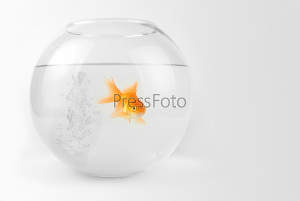 Goldfish in the bowl with bubbles water