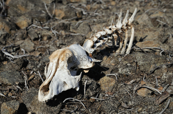 Part of a skeleton of an animal in stony desert, stock photo