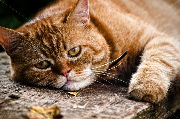 Beautiful cat portrait, the red cat lays on wood and looks into the camera