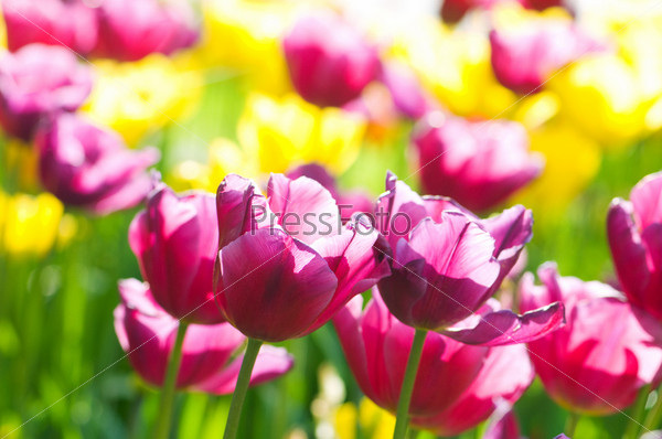 Разноцветные тюльпаны крупным планом