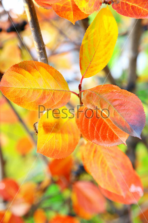 Осенние листья на дереве