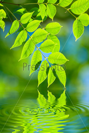 Зеленые листья отражаются в воде
