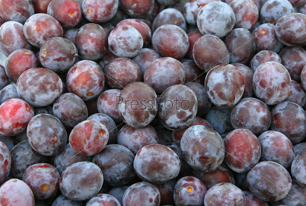 Close-ups of fresh plums. Natural source of vitamins