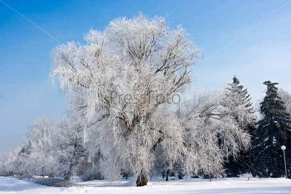 Beautiful winter frost tree on an azure background