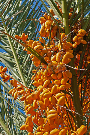 a lot of dates on date palm