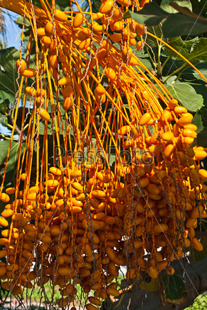 a lot of fresh orange dates on date palm