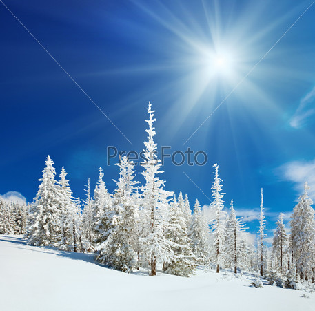 Заснеженные ели в горах на фоне синего неба с сияющим солнцем