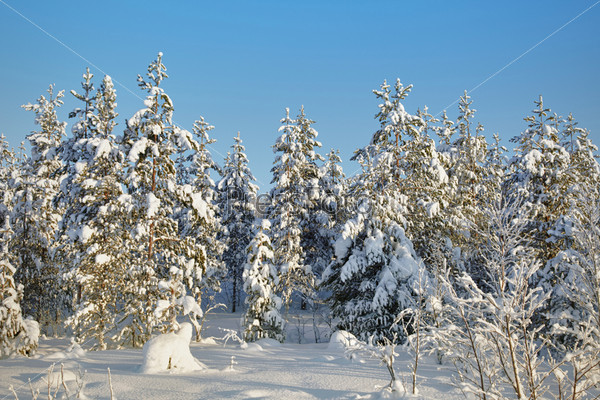 Winter, northern, snow-covered forests - landscape