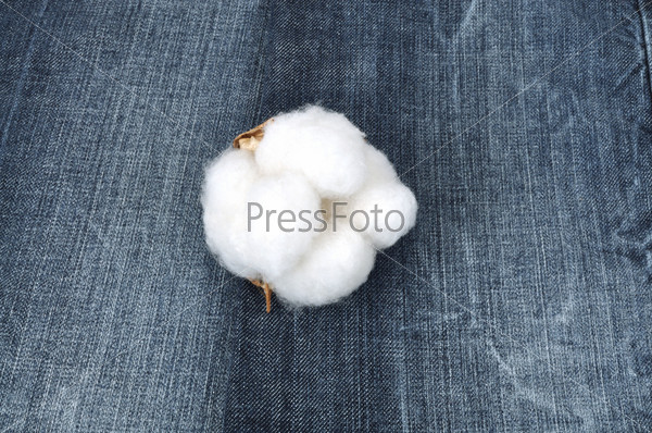 Stem of ripe cotton on a jeans material